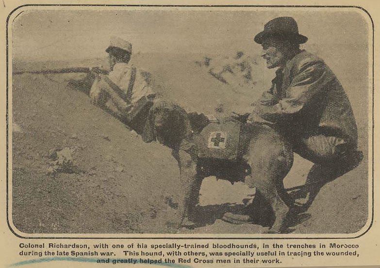 The success of Major Richardson's dogs in earlier Red Cross campaigns helped to convince the British Government that trained dogs should form part of Britain's military forces.
